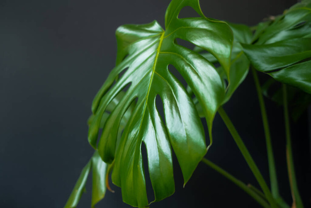 Groene bladeren van monstera close-up op een donkere achtergrond. Woonplanten in een modern interieur. Waas en selectieve focus. - Foto, afbeelding