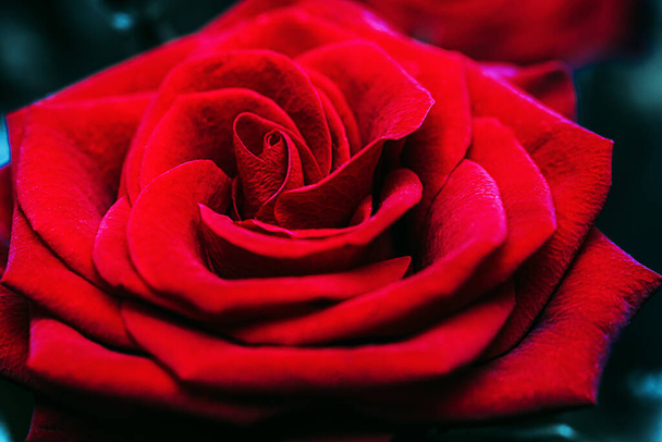 Güzel bir kırmızı güle yaklaş. Aşkın ifadesi olarak taze çiçek. Makro - Fotoğraf, Görsel