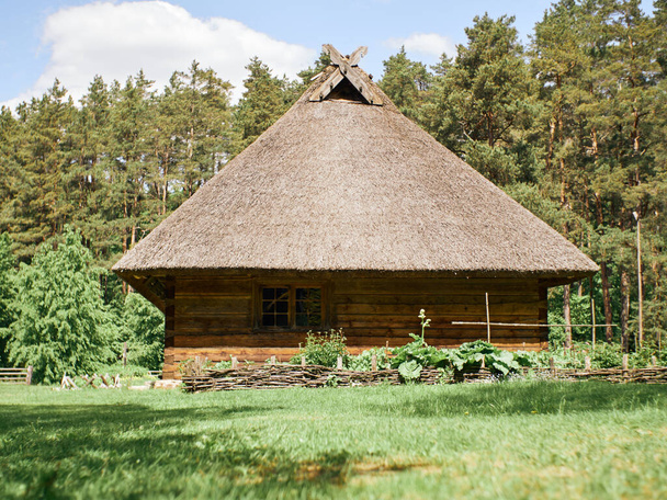Vista de ángulo bajo a la antigua casa de madera con techo cubierto con paja sobre un fondo de pino verde con cielo azul.  - Foto, imagen