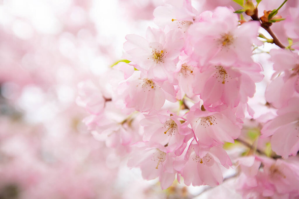 Beautiful pink sakura blossom on blurred background, closeup. Space for text - Photo, image