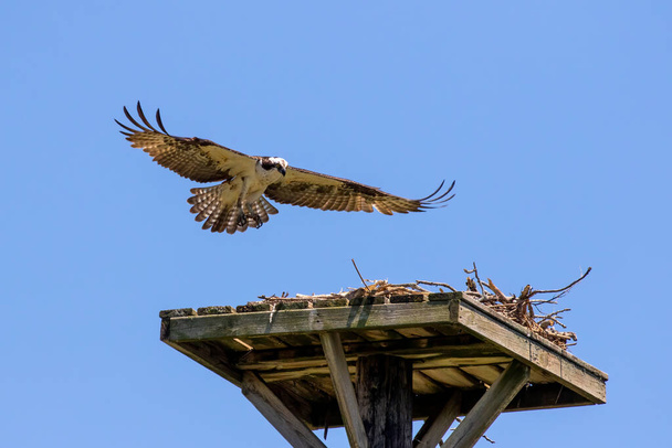 A nyugati osprey (Pandion haliaetus) fészkelés közben - Fotó, kép