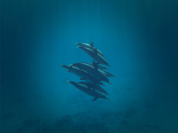 Foto subacquea di delfini selvatici. Da un'immersione nel Mar Rosso in Egitto.  - Foto, immagini