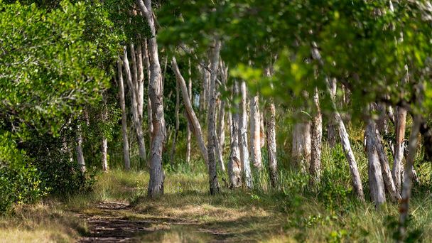 朝の光の中で紙樹皮の木とネイティブのブッシュランドの柔らかな焦点を当てたイメージ - 写真・画像