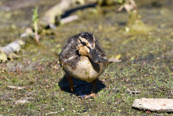 Baby Mallard duck walking along edge of water - 写真・画像