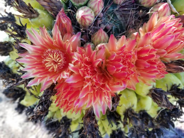 Baril rouge fleurs de cactus avec les premiers fruits de cactus - Photo, image