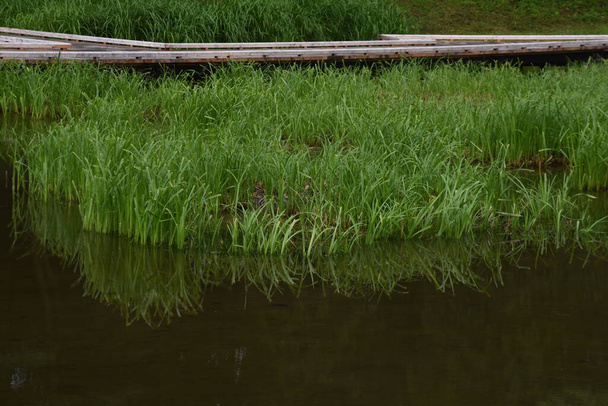 Το Carex dispalata στη λίμνη. Κυπεροειδή υδρόβια φυτά. - Φωτογραφία, εικόνα