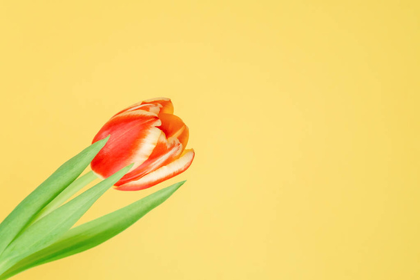Tulipe de printemps fraîche. - Photo, image