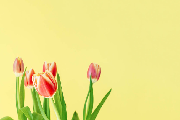 Fresh spring tulips. - Фото, зображення