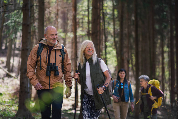 Group of seniors hikers outdoors in forest in nature, walking. - Foto, afbeelding