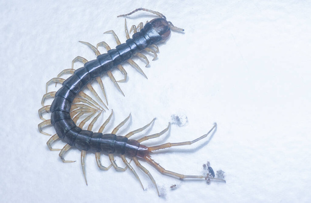 closeup shot of centipede or Lithobius forficatus  - Photo, Image