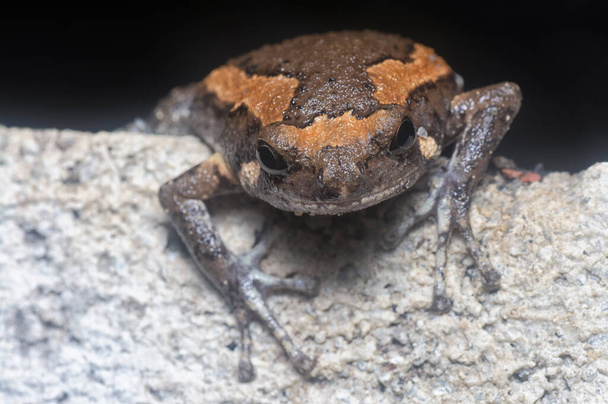 close shot of the asian arrowmouth toad - Photo, Image
