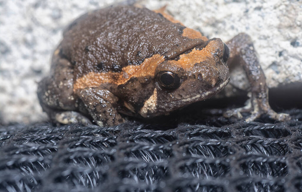 close shot of the asian arrowmouth toad - Photo, Image