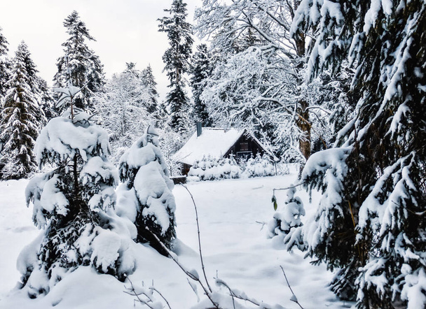 Lumen peittämät kuuset ja mökki Schwarzwaldin eteläosassa, Baden-Wuerttemberg, Saksa, Eurooppa - Valokuva, kuva