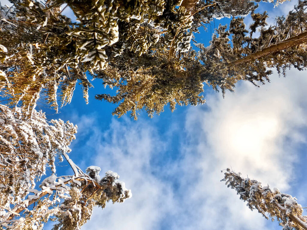 Looking Up View Snow Covered Pine Forest. Frosted Trees Frozen Trunks Woods In Winter Snowy Coniferous Forest Landscape. - Photo, Image
