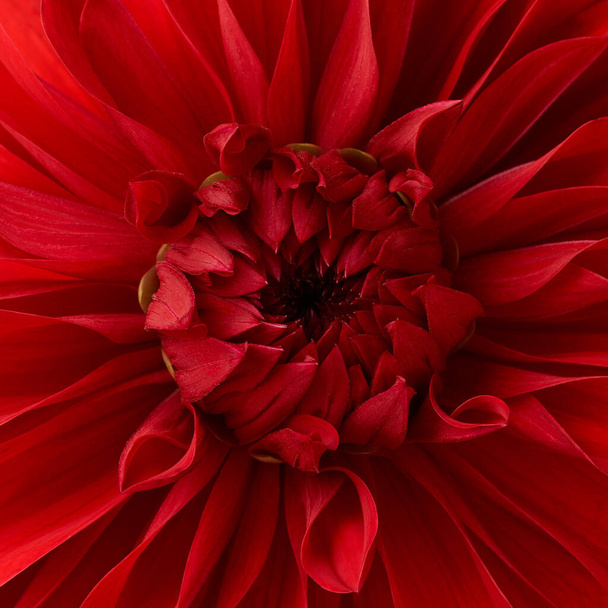 Világos piros dália virág makró lövés. Virágos háttér - Fotó, kép