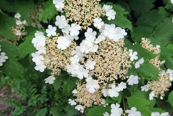 Gyönyörű fehér vibrátor a kertben - Fotó, kép