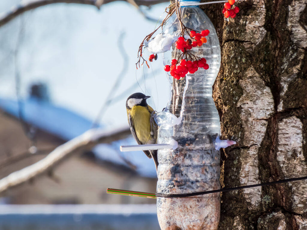 Great tit (Parus major) visiting bird feeder made from reused plastic bottle full with grains and sunflower seeds in a winter day. DIY feeder made from bottle, pencils, hot glue hanging in the tree - Foto, imagen