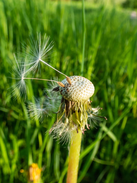 Macro shot van twee eenzame zaden achtergelaten op paardebloem (leeuwentand) bloem hoofd in de weide met groen gras achtergrond. De pappus van de paardebloem - Foto, afbeelding