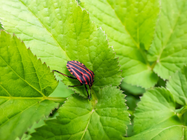 Adult striped shield bug (Graphosoma lineatum) staying on a green leaf in summer, red with wide black longitudinal stripes. View from the upperside - Photo, Image