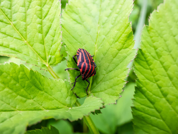 Aikuisten raidallinen kilpi bug (Graphosoma lineatum) oleskelevat vihreä lehti kesällä, punainen leveä musta pitkittäinen raidat. Näkymä yläpuolelta - Valokuva, kuva