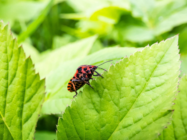 Adult striped shield bug (Graphosoma lineatum) staying on a green leaf in summer, red with wide black longitudinal stripes. Ventral view - red with many small black spots - Photo, Image