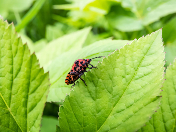 Adult striped shield bug (Graphosoma lineatum) walking on a green leaf side in summer, red with wide black longitudinal stripes. Ventral view - red with many small black spots - Photo, Image