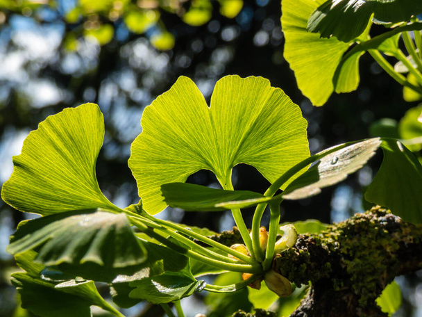 Beautiful macro of detailed, green fan-shaped leaves with veins radiating out into the leaf blade of ginkgo (ginkgo biloba) in summer with dark, blurred bokeh and bright backlight background - Photo, Image