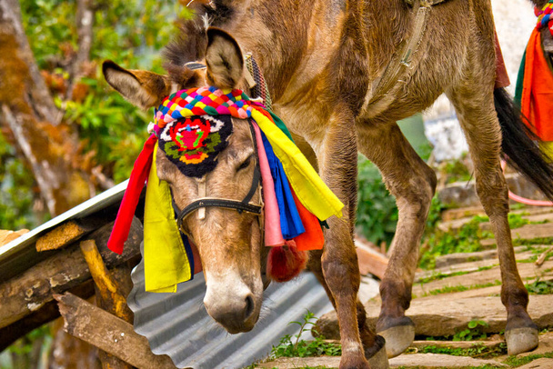 Caravana de mulas de transporte, Escadas de pedra, Caminho de montanha, Trek to Annapurna Base Camp, Área de Conservação de Annapurna, Himalaia, Nepal, Ásia - Foto, Imagem