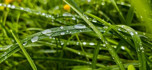 Raindrops on the grass leaf close up - Foto, immagini