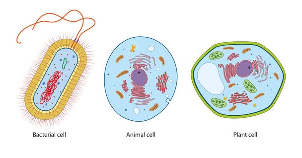Різниця між бактеріями, тваринами та рослинними клітинами
 - Фото, зображення