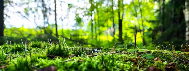 moss on forest ground close up - Foto, Imagen