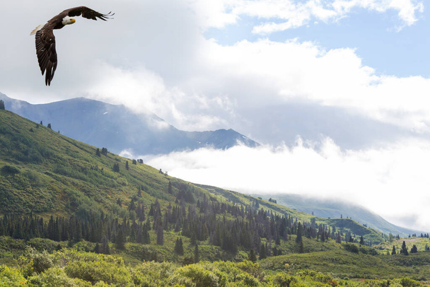 american bald eagle in flight against clear blue alaska sky - Photo, Image