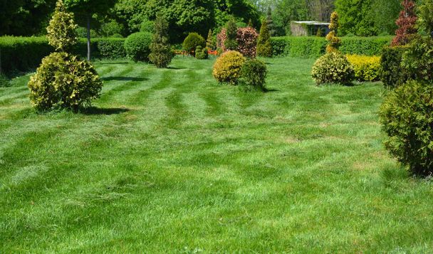 Gazononderhoud: Grasmaaien, maaien en bijknippen. Tuin, landschap ontwerp met groenblijvende struiken op een gemaaid gazon.  - Foto, afbeelding