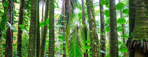 Mooie groene tropische jungle voor natuurlijke achtergrond - Foto, afbeelding