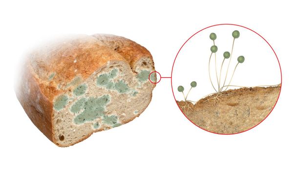 Το Rhizopus stolonifer είναι μαύρη μούχλα ψωμιού. Είναι ένας από τους πιο κοινούς μύκητες στον κόσμο. Είναι ένας κοινός παράγοντας αποσύνθεσης των αποθηκευμένων τροφίμων. Το Stolonifer αναπτύσσεται γρήγορα, κυρίως σε εσωτερικούς χώρους - Φωτογραφία, εικόνα