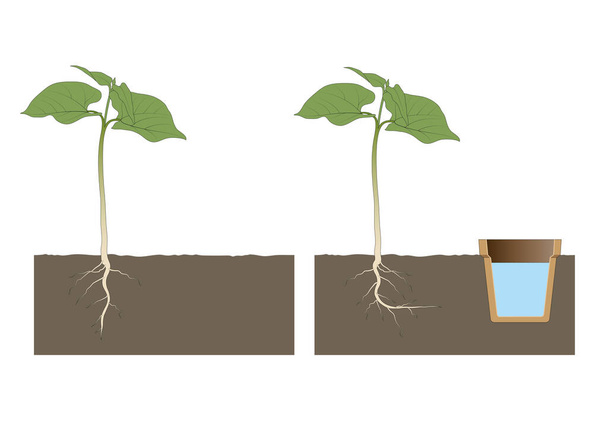 Hydrotropisme is de groeirespons van een plant waarbij de groeirichting wordt bepaald door een stimulus of gradiënt in de waterconcentratie. - Foto, afbeelding