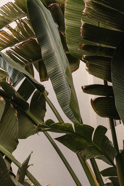 Gros plan de feuilles exotiques vertes de palmier tropical. Été nature fond - Photo, image