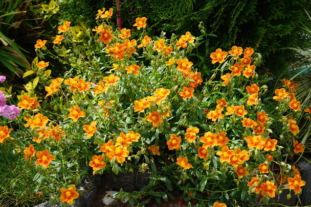 Helianthemum Hybride 'Bronceteppich' in Mayıs ayında bahçede. Helianthemum ("Helianthemum"), Kistaceae familyasından bir çiçek türü. Berlin, Almanya  - Fotoğraf, Görsel