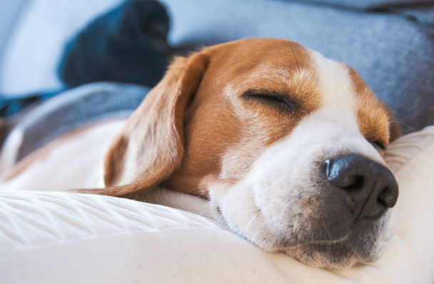 Beagle dog yorgun bir kanepede uyur. - Fotoğraf, Görsel