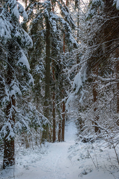 Kış harikalar diyarında yürüyüş parkurunda. Karlı orman, güneşli bir günde karla kaplı çam ağaçları - Fotoğraf, Görsel