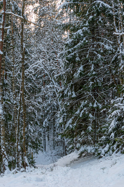 Túraútvonal a téli csodaországban. Havas erdő, napsütéses napokon hófákkal borított fenyőfák - Fotó, kép