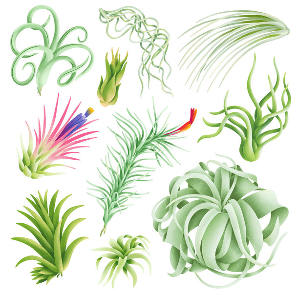 Tillandsia exotic beautiful air plants illustration collection, isolated on white background - Foto, Imagem