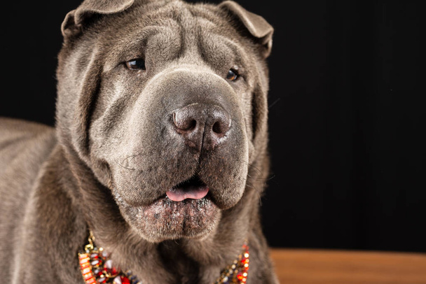 Close-up of gray shar pei female dog, red collar, on black background, horizontal, with copy space - Zdjęcie, obraz