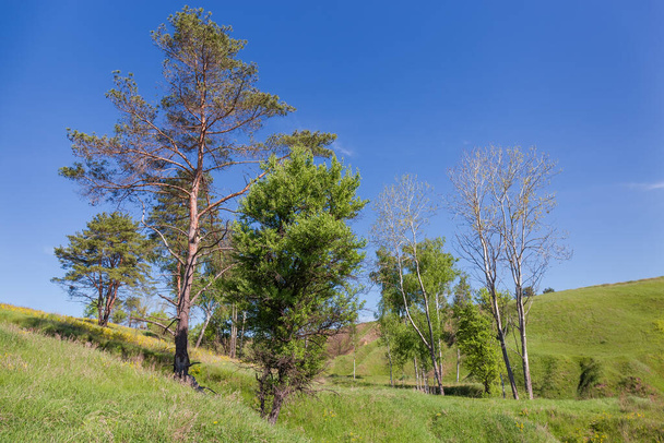 Dennen en verschillende loofbomen zelden groeien op een ravijn helling tegen van heldere hemel in de lente - Foto, afbeelding