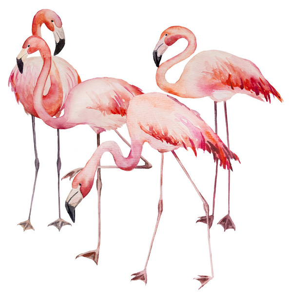 Watercolor pink flamingoes. Exotic birds isolated illustration for wedding stationary, greetings, wallpaper, fashion, posters - Photo, Image