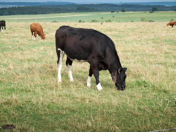 Vaches broutant dans le champ
 - Photo, image
