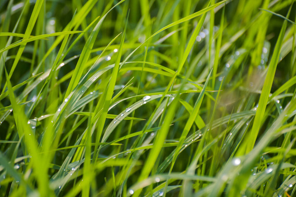 Zöld magas fű nyáron egy hegyi réten - Fotó, kép