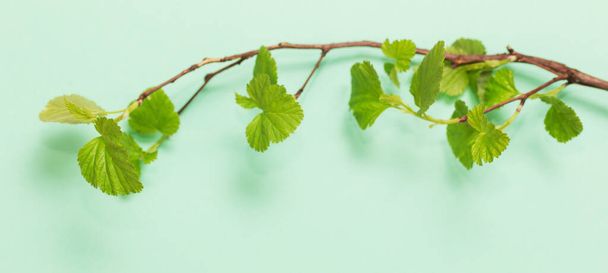 young green leaves on branches on paper background - Fotografie, Obrázek