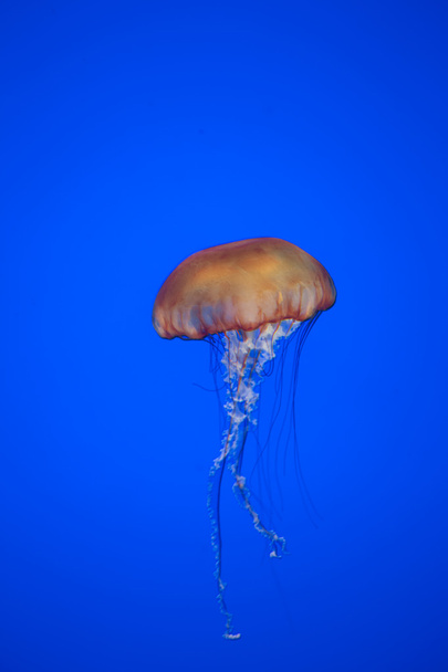 медуза в блакитній воді
 - Фото, зображення