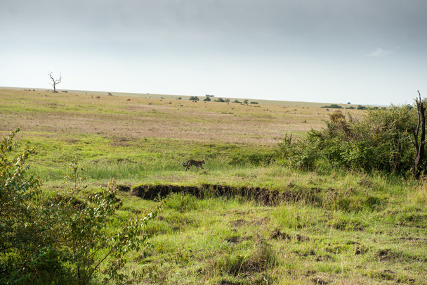 luipaard - Foto, afbeelding